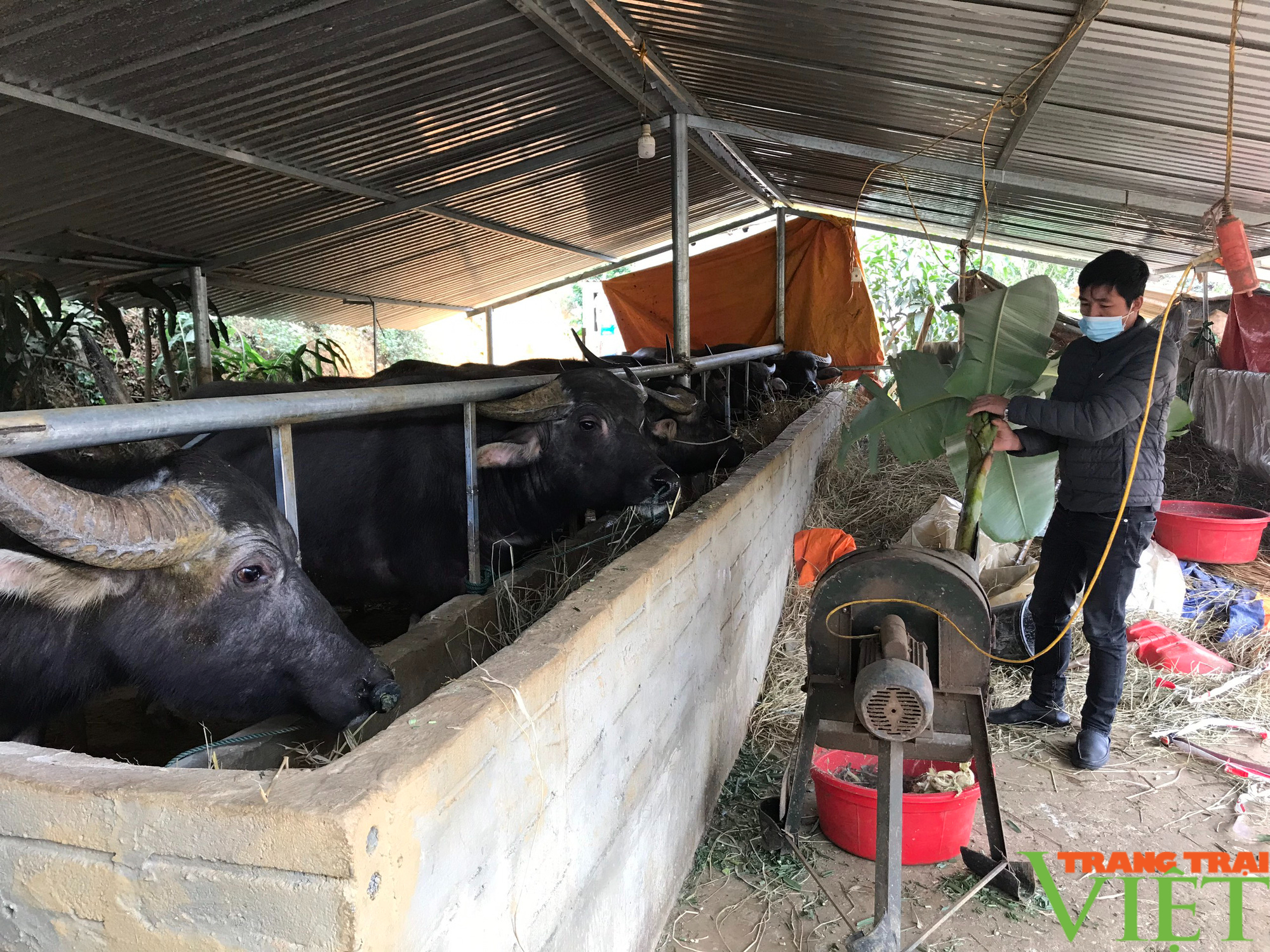 Nông thôn Tây Bắc: Nuôi trâu gầy thành béo, nông dân thu trăm triệu mỗi năm  - Ảnh 3.