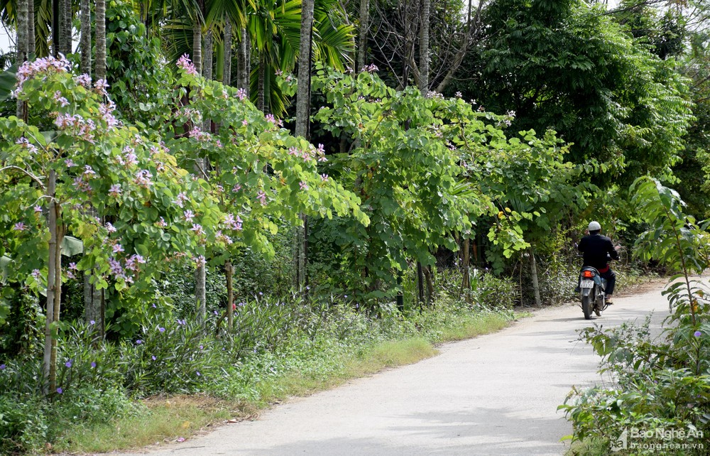 Hiếm có khó tìm: Cung đường ngập sắc hoa ban đẹp như mơ ở quê lúa Yên Thành, Nghệ An - Ảnh 2.