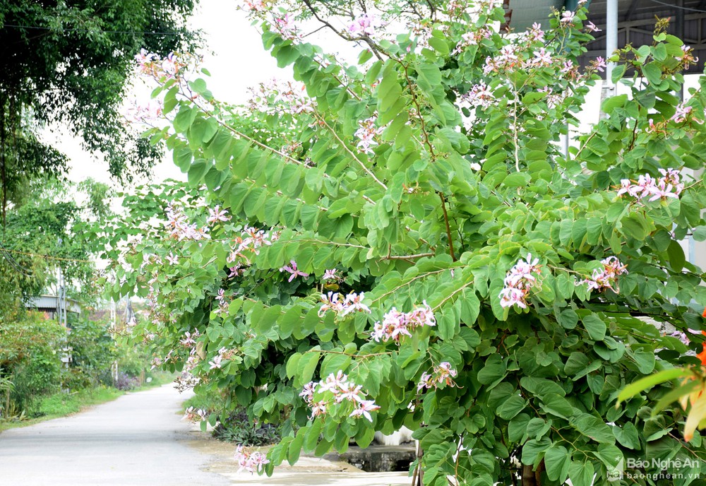 Hiếm có khó tìm: Cung đường ngập sắc hoa ban đẹp như mơ ở quê lúa Yên Thành, Nghệ An - Ảnh 3.