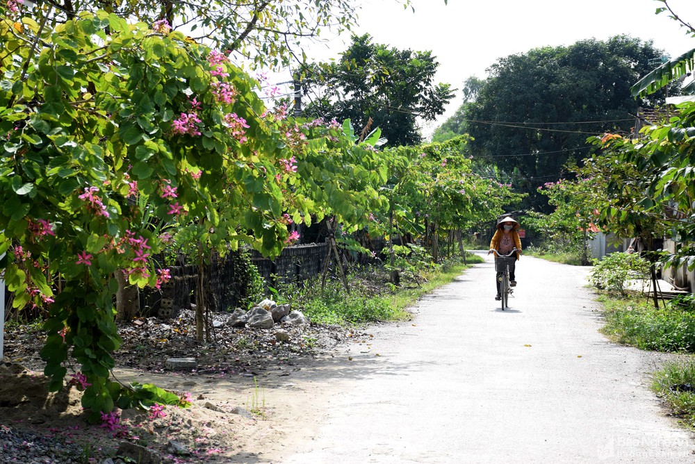 Hiếm có khó tìm: Cung đường ngập sắc hoa ban đẹp như mơ ở quê lúa Yên Thành, Nghệ An - Ảnh 7.