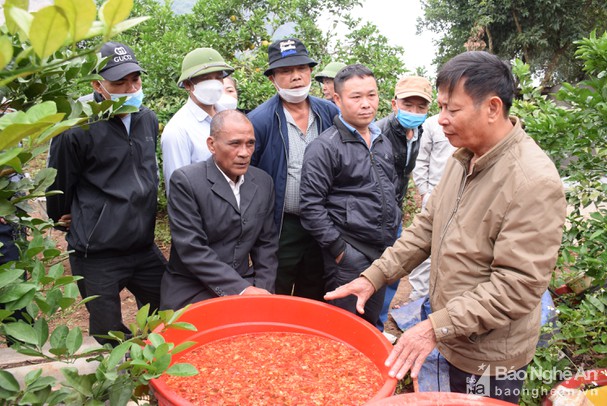 Dùng mật, ớt, tỏi, gừng, riềng,... nông dân Nghệ An chế thuốc trừ sâu sinh học, sâu hại chỉ có nước &quot;chạy mất dép&quot; - Ảnh 1.