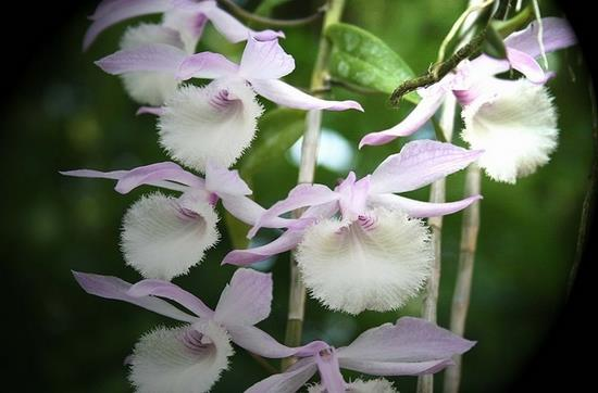 Bạn có biết rằng có đến 7 loài hoa lan rừng đẹp nhất thế giới? Hãy xem những hình ảnh về những loài hoa đủ sức khiến bạn mê mẩn. Từ hoa lan cô đơn vắng trùng điệp, đến hoa lan đen tuyền bí ẩn, chắc chắn rằng bạn sẽ không muốn rời mắt khỏi chúng.