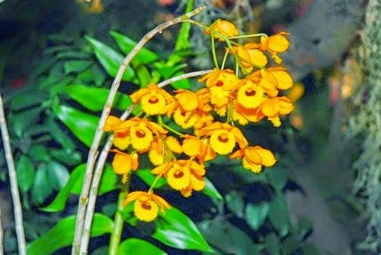 7 loài hoa lan rừng đẹp bí ẩn, mê mẩn không thể thiếu trong bộ sưu tập của người chơi - Ảnh 7.
