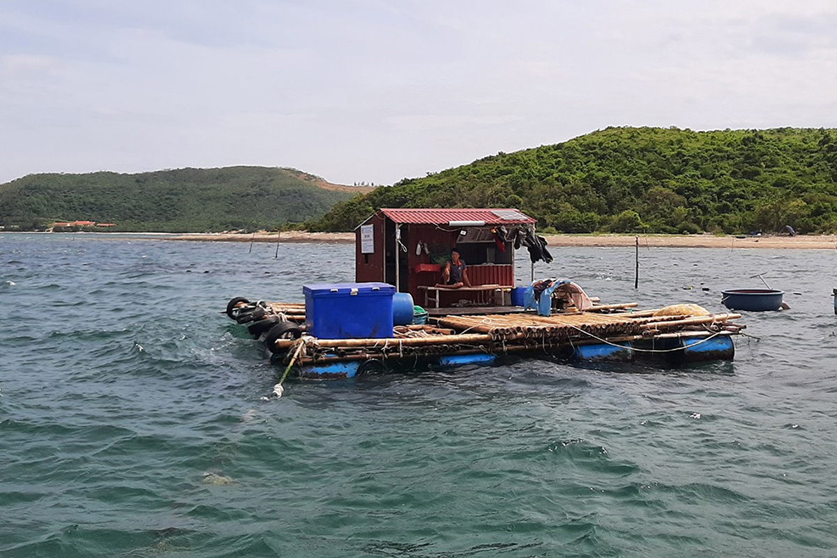 Ra biển quây lưới nuôi loài ốc đặc sản, dân Quảng Bình vớt lên hàng tấn, bán ra ai cũng muốn mua ăn - Ảnh 1.