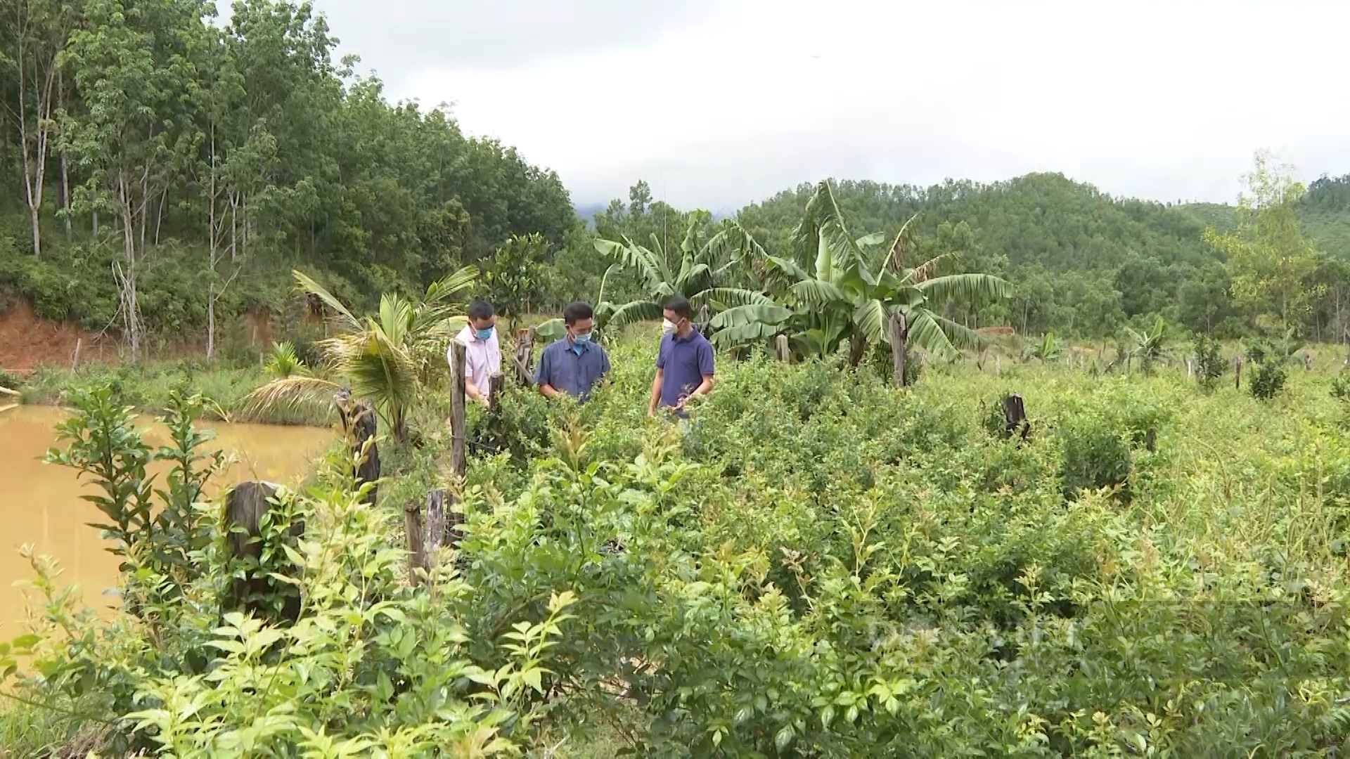 Quảng Nam: Nông dân miền núi trồng cây ăn quả, cây dược liệu, mỗi năm thu lãi hàng trăm triệu đồng - Ảnh 1.