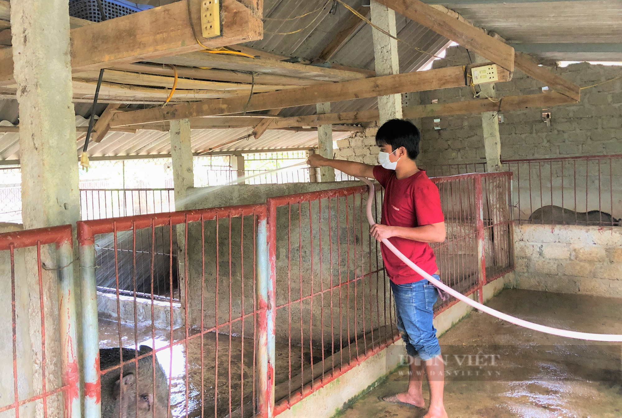 Nông dân Hà Tĩnh nuôi lợn rừng bằng thảo dược, miễn nhiễm dịch bệnh, bỏ túi hàng trăm triệu đồng mỗi năm - Ảnh 4.