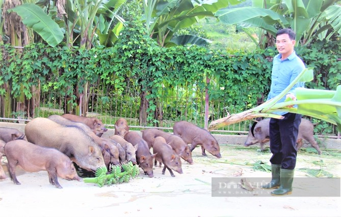 Nông dân Hà Tĩnh nuôi lợn rừng bằng thảo dược, miễn nhiễm dịch bệnh, bỏ túi hàng trăm triệu đồng mỗi năm - Ảnh 2.