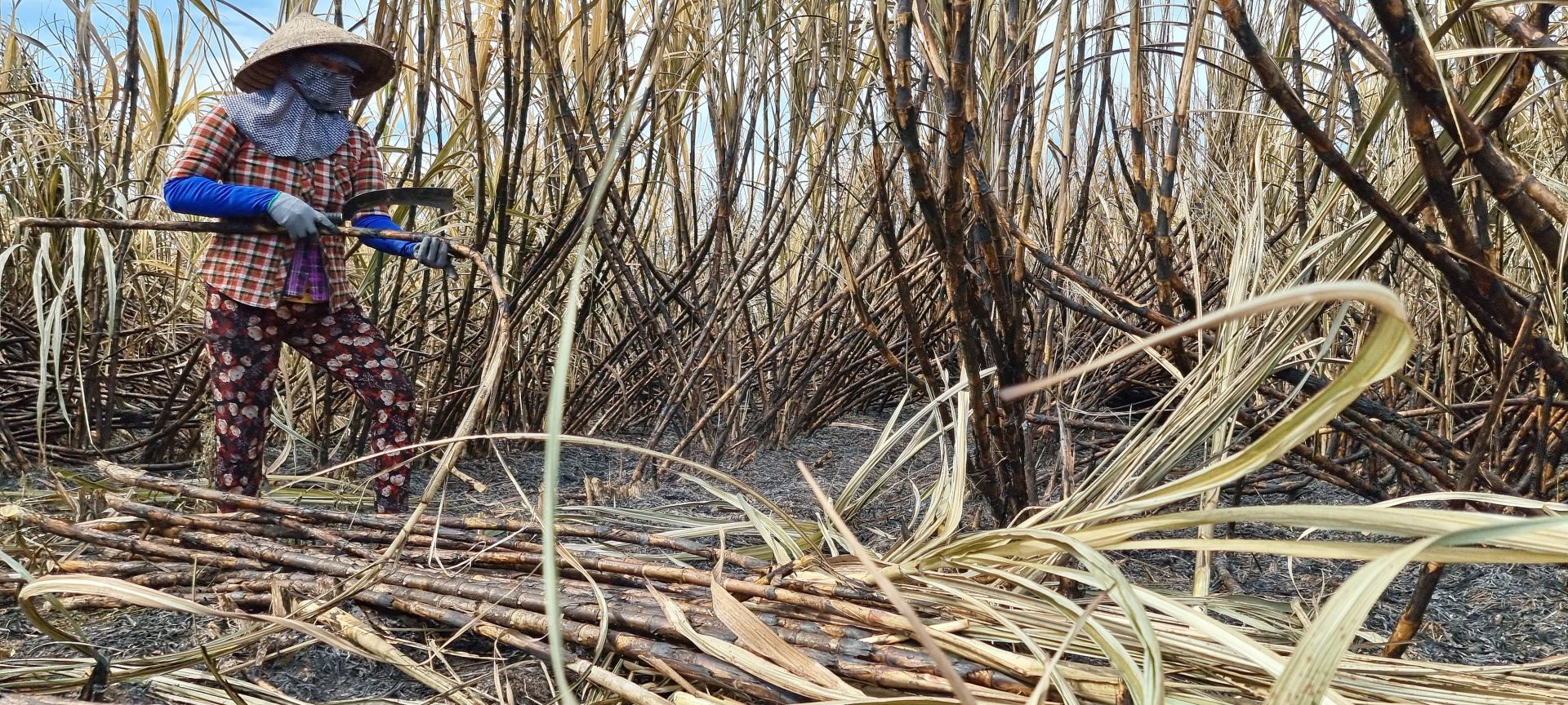 Đáng báo động tình trạng mía cháy-nỗi ám ảnh của nông dân trồng mía ở tỉnh Tây Ninh - Ảnh 1.