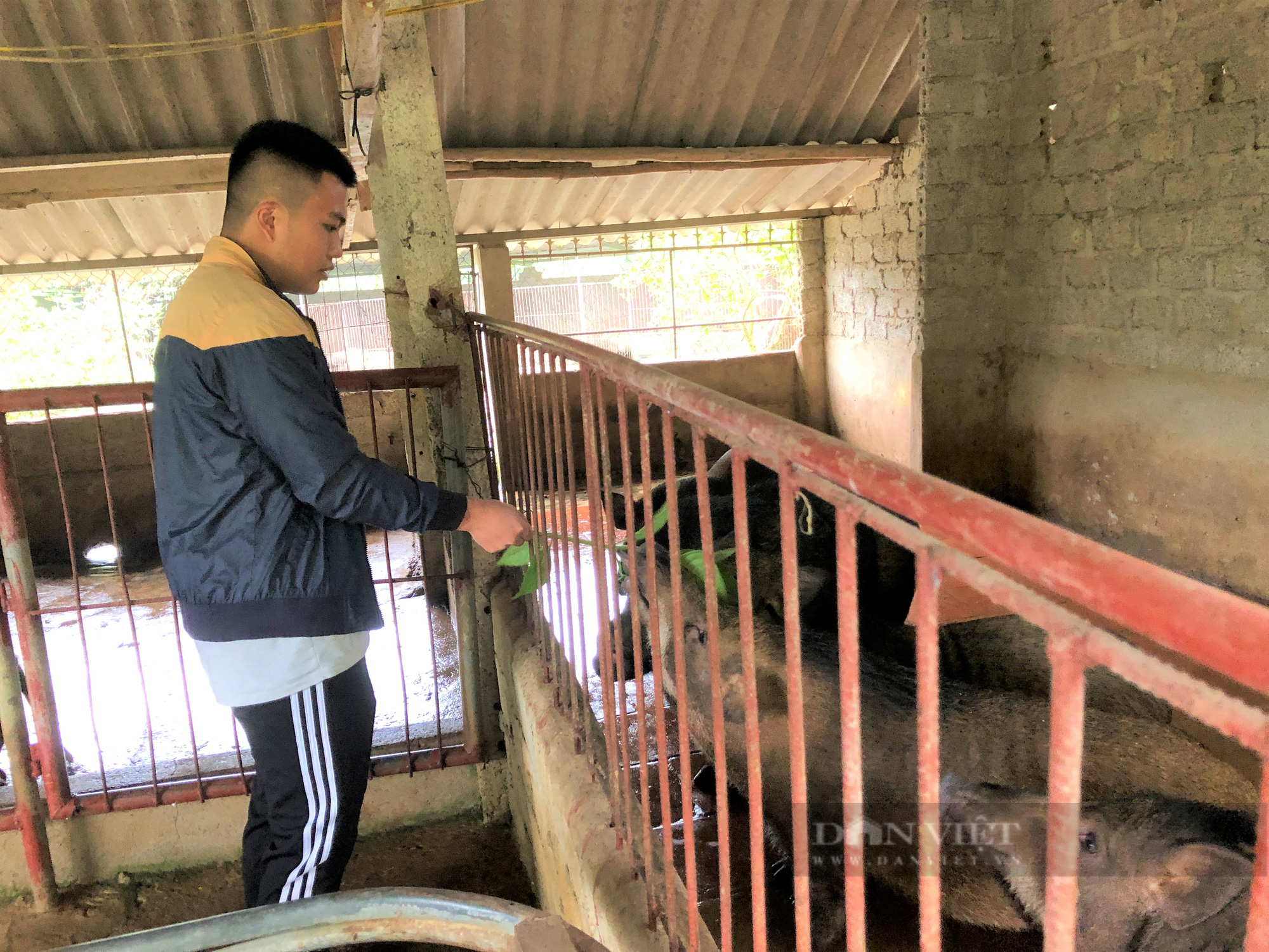Nông dân Hà Tĩnh nuôi lợn rừng bằng thảo dược, miễn nhiễm dịch bệnh, bỏ túi hàng trăm triệu đồng mỗi năm - Ảnh 7.