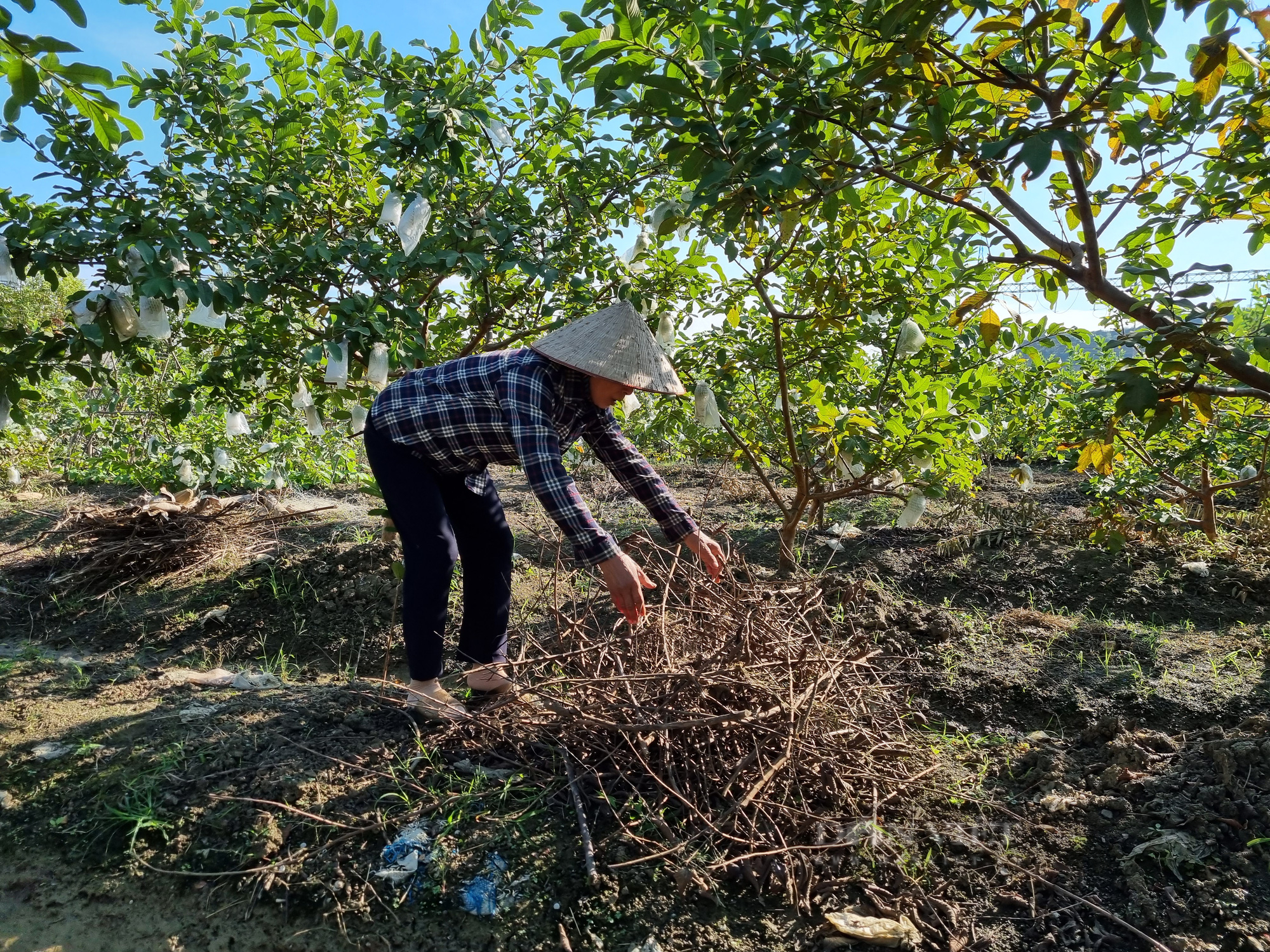 Trồng ổi giống lê Đài Loan giúp nông dân tại Ninh Bình khấm khá - Ảnh 5.