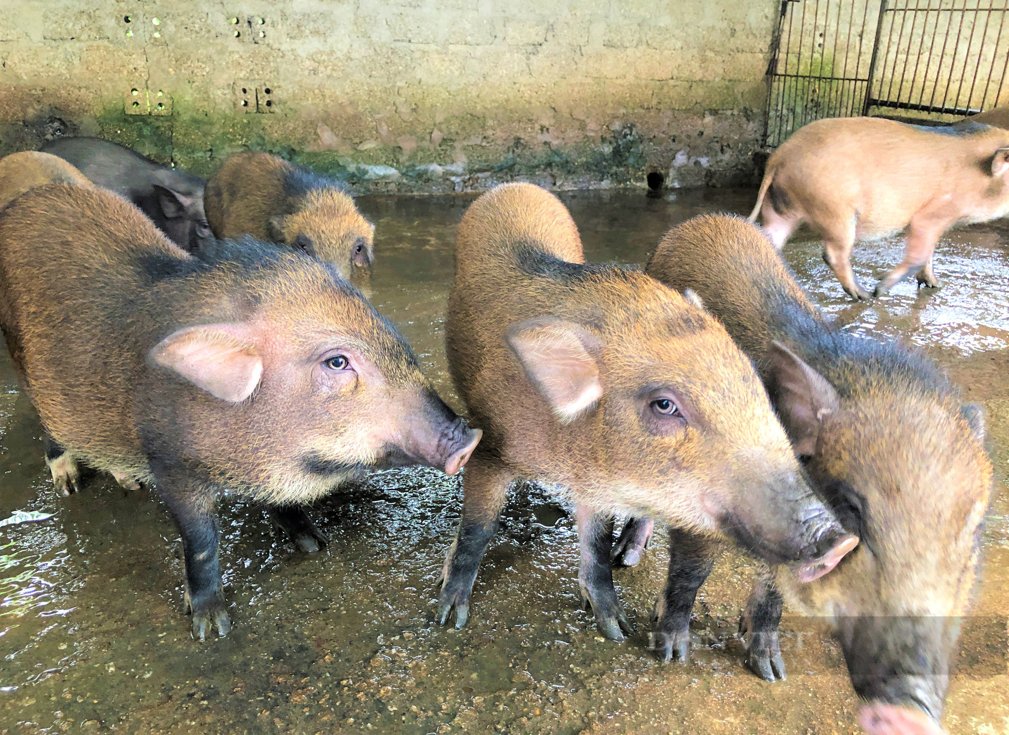 Nông dân Hà Tĩnh nuôi lợn rừng bằng thảo dược, miễn nhiễm dịch bệnh, bỏ túi hàng trăm triệu đồng mỗi năm - Ảnh 5.