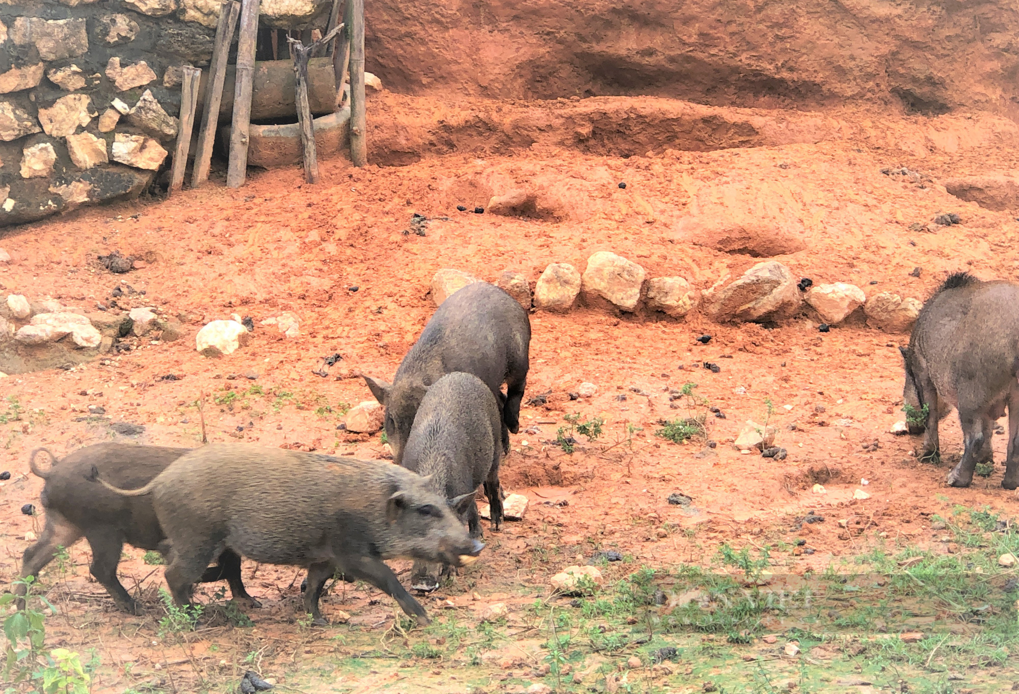 Nông dân Hà Tĩnh nuôi lợn rừng bằng thảo dược, miễn nhiễm dịch bệnh, bỏ túi hàng trăm triệu đồng mỗi năm - Ảnh 6.
