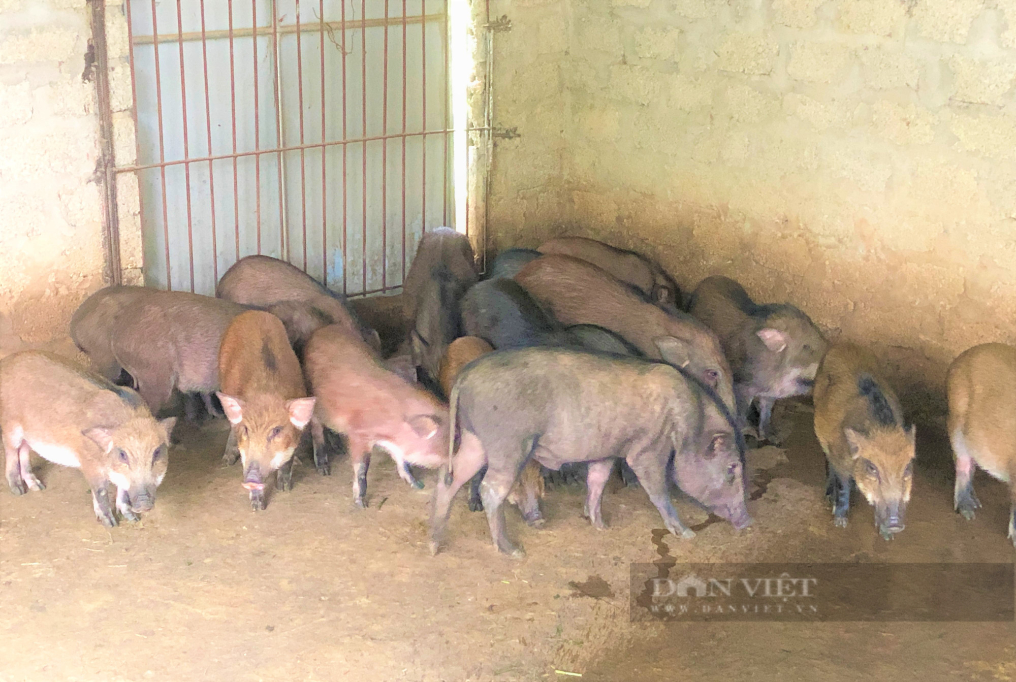 Nông dân Hà Tĩnh nuôi lợn rừng bằng thảo dược, miễn nhiễm dịch bệnh, bỏ túi hàng trăm triệu đồng mỗi năm - Ảnh 3.