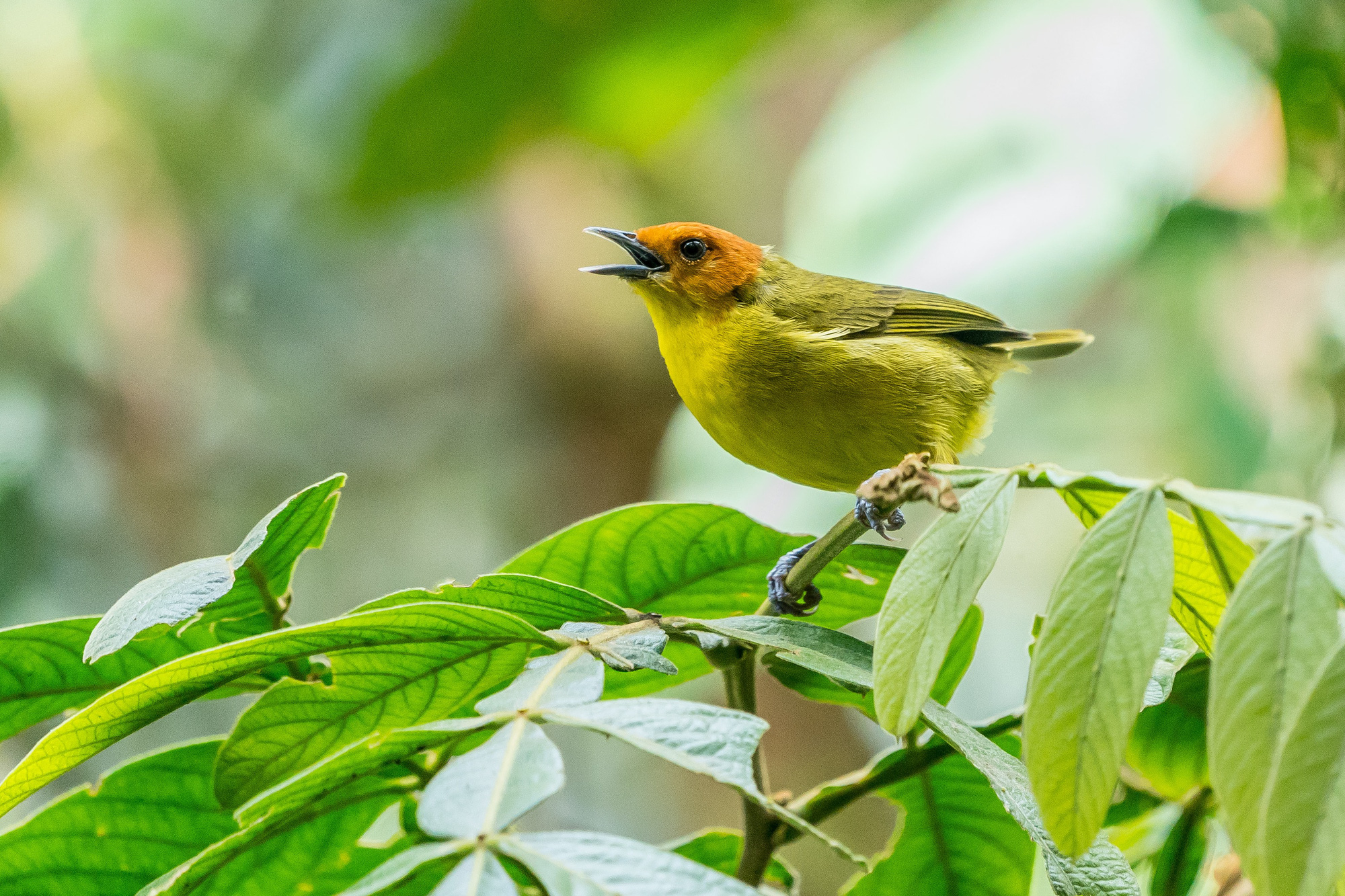 Người sinh tháng Âm lịch này sắp qua đêm cay đắng, đón ngày ngọt ngào, tiền tài dư dả - Ảnh 1.