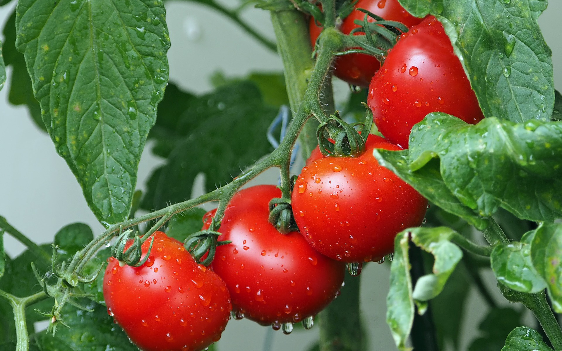 Sức khỏe quý ông: Sự thật ăn cà chua ảnh hưởng tinh trùng thế nào?