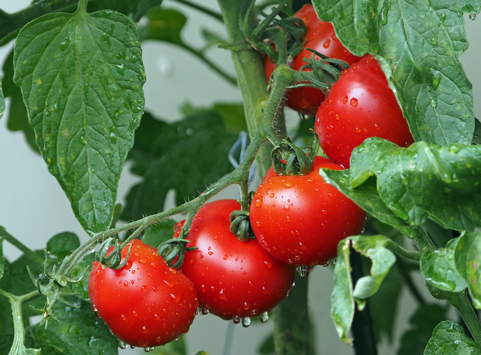 Tinh trùng có thể cải thiện bằng hợp chất có trong cà chua. Ảnh: Pixabay