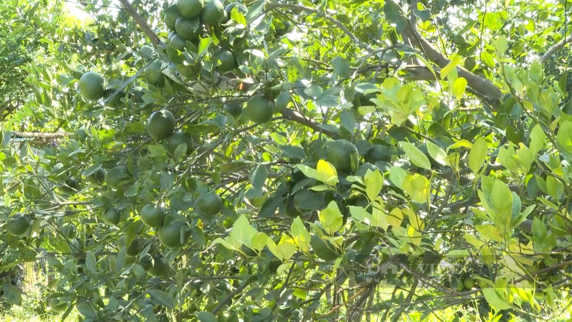 Quảng Nam: Nông dân miền núi trồng cây ăn quả, cây dược liệu, mỗi năm thu lãi hàng trăm triệu đồng - Ảnh 2.