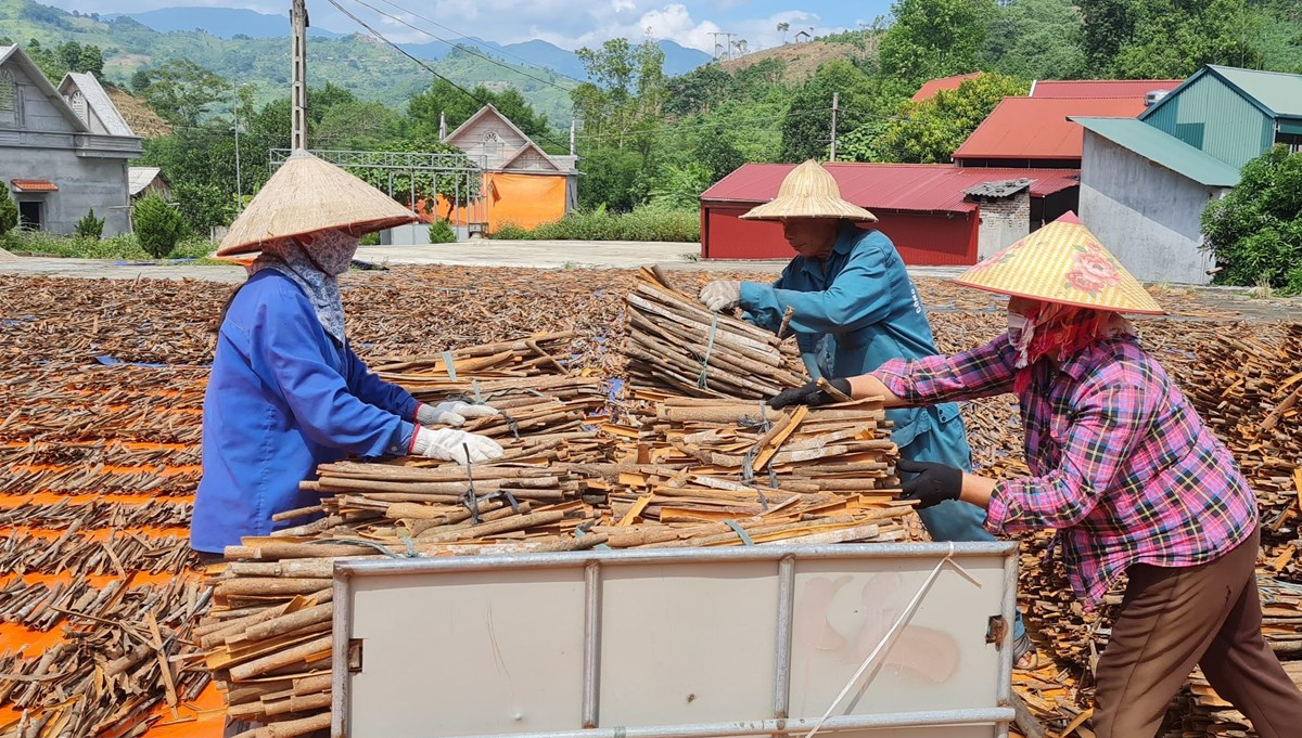 Thứ vỏ cay nồng lấy từ loại cây trồng bạt ngàn ở Lào Cai, Yên Bái bán đắt hàng, cao hơn Trung Quốc, Ấn Độ - Ảnh 2.