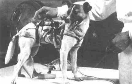 Laika - chú chó đầu tiên bay vào vũ trụ và cái kết “đã định trước”  - Ảnh 1.