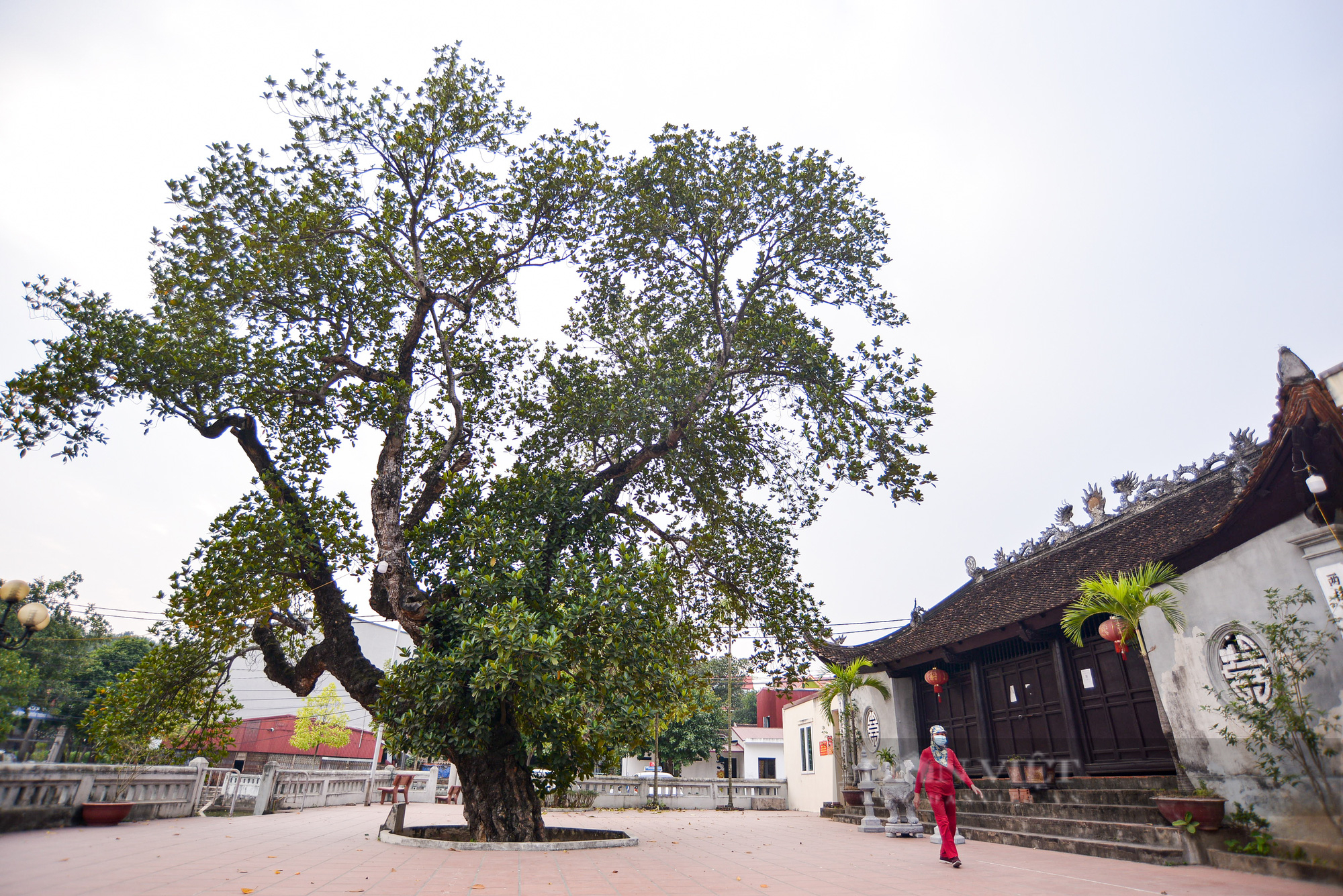 Cận cảnh cây mít trên 500 tuổi có hình dáng cổ quái ở Hà Nội - Ảnh 1.