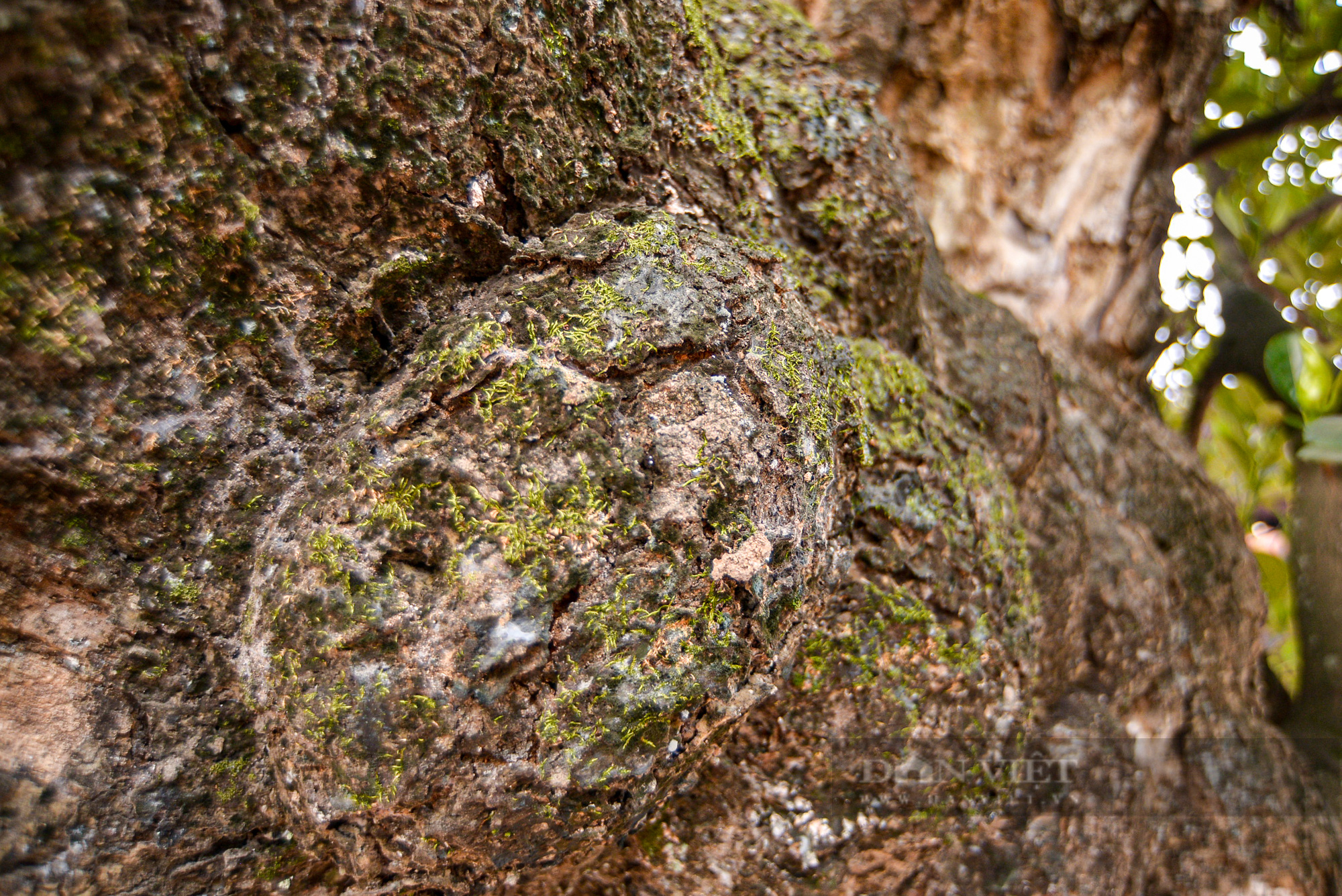 Cận cảnh cây mít trên 500 tuổi có hình dáng cổ quái ở Hà Nội - Ảnh 11.