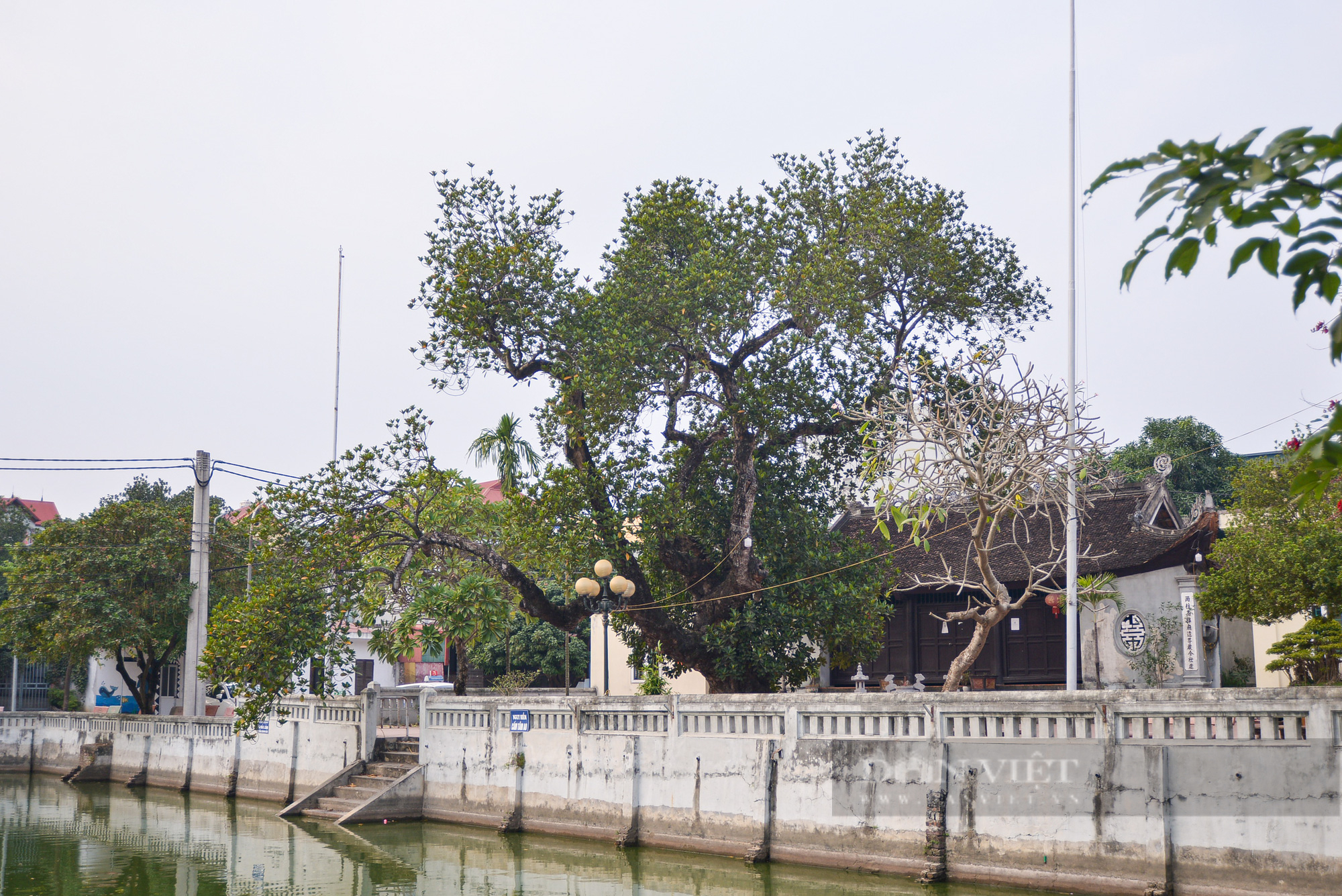 Cận cảnh cây mít trên 500 tuổi có hình dáng cổ quái ở Hà Nội - Ảnh 12.