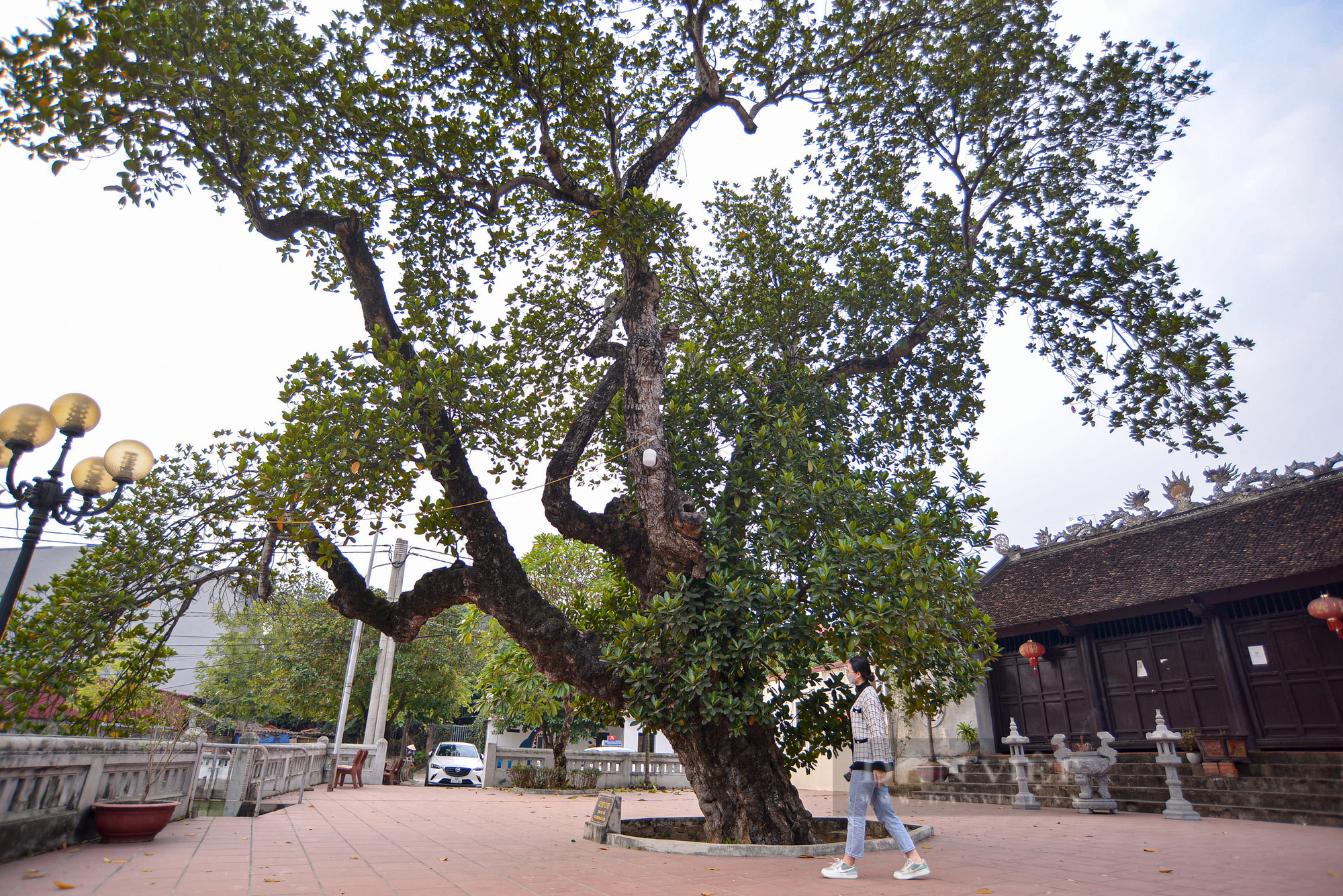 Cận cảnh cây mít trên 500 tuổi có hình dáng cổ quái ở Hà Nội - Ảnh 4.