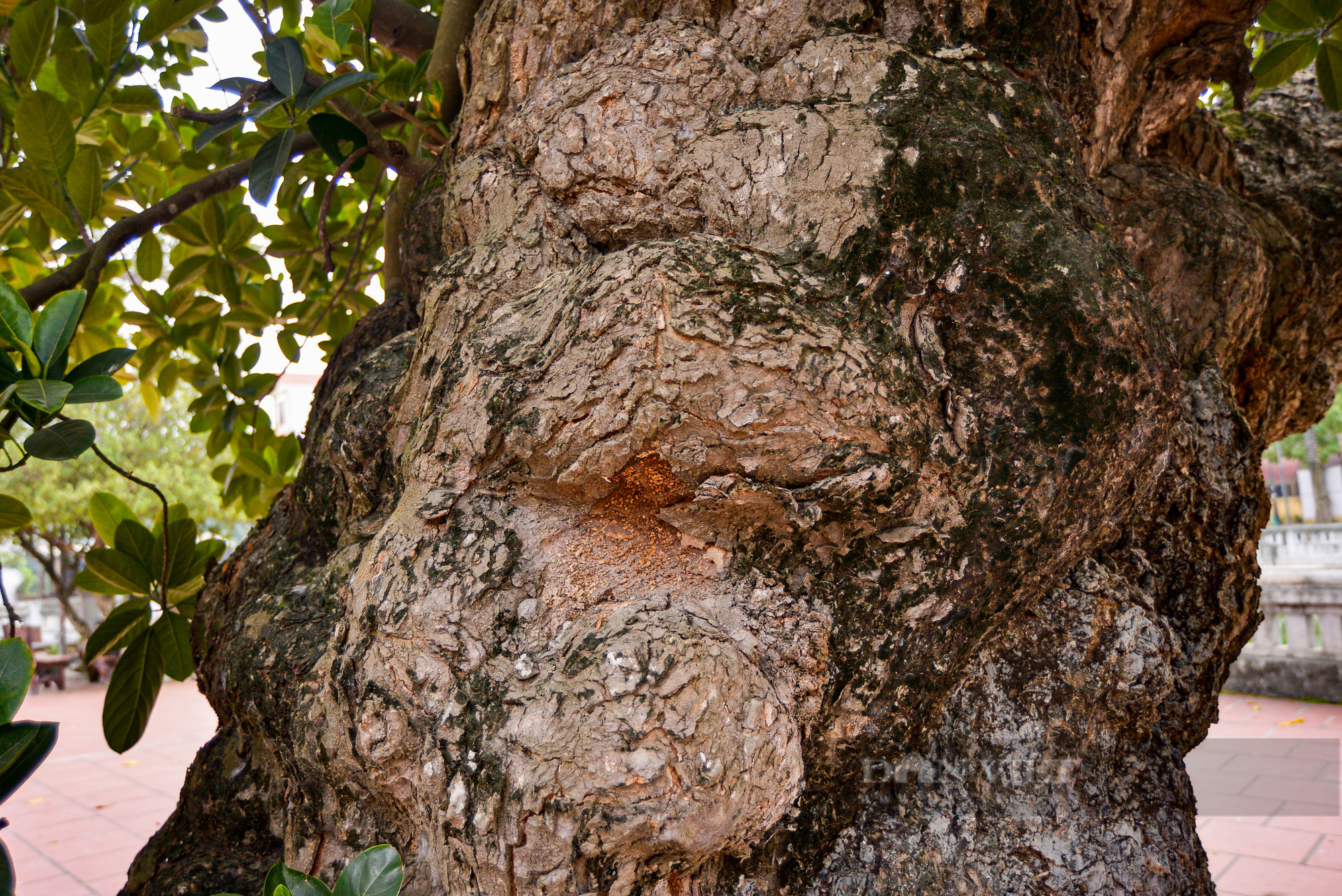Cận cảnh cây mít trên 500 tuổi có hình dáng cổ quái ở Hà Nội - Ảnh 6.