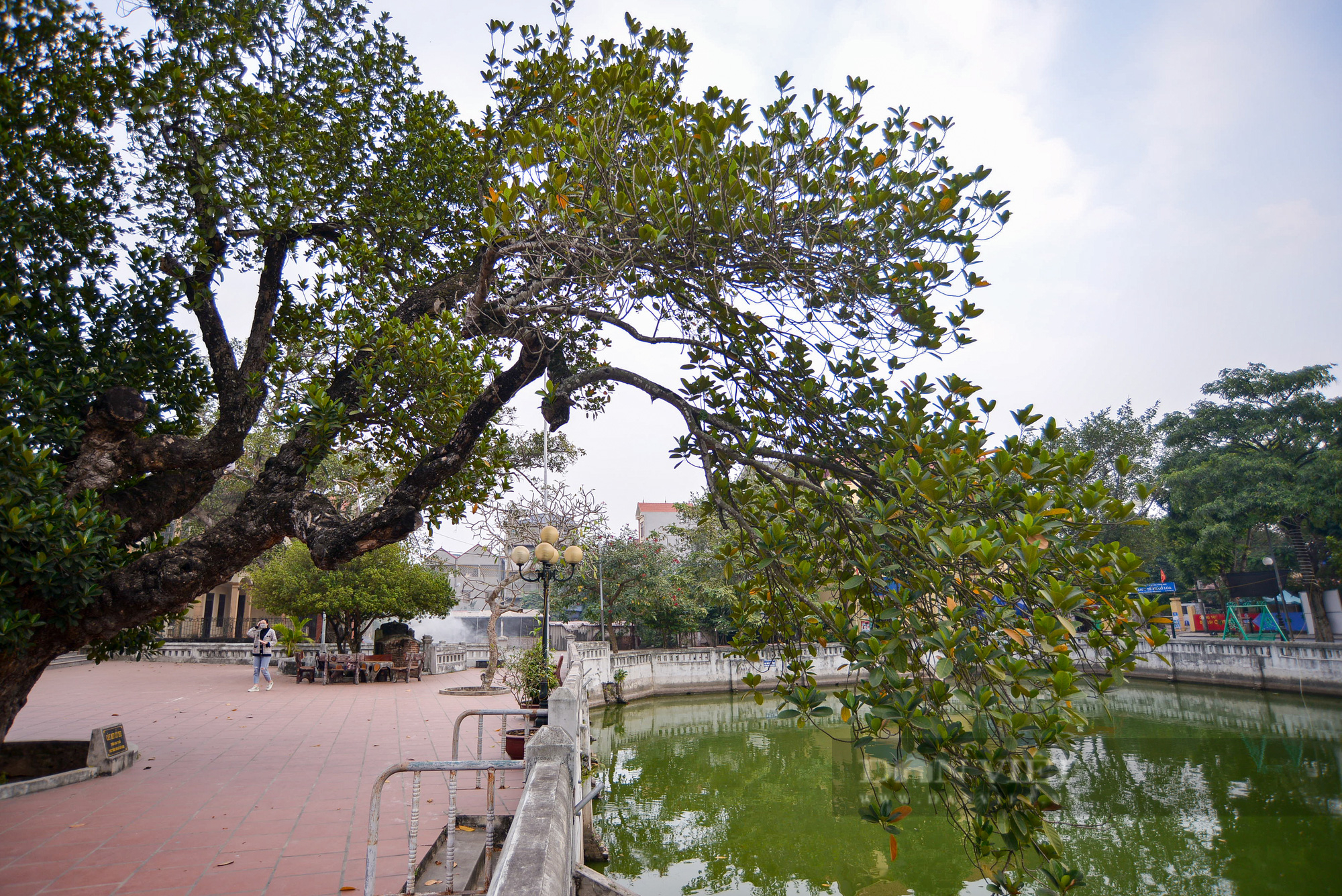 Cận cảnh cây mít trên 500 tuổi có hình dáng cổ quái ở Hà Nội - Ảnh 9.