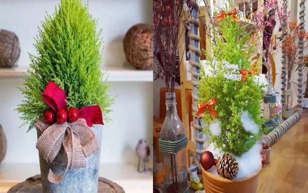 Muốn có cây thông Noel nhưng nhà chật, hãy mua ngay cây cảnh thơm ngát này