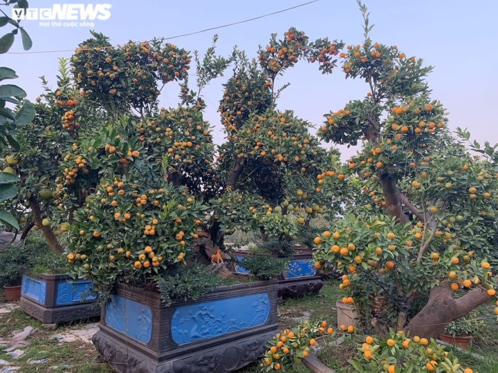 Hàng độc trăm triệu chơi Tết: Quất, chanh sai lúc lỉu trên thân bưởi cổ thụ - Ảnh 2.