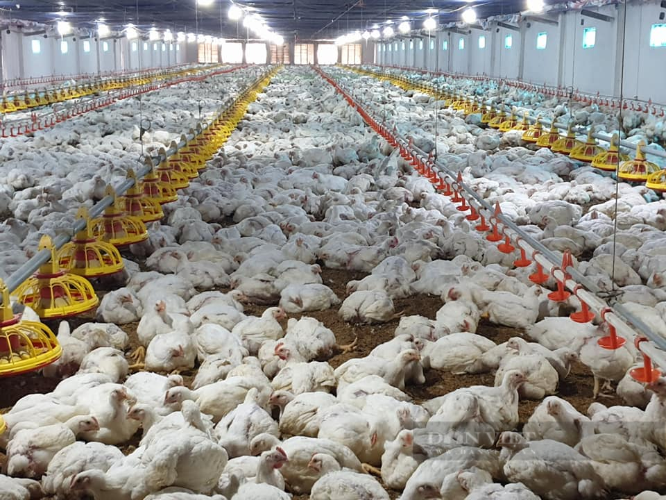 Giá gia cầm hôm nay 12/12: Giá gà công nghiệp đạt mốc mới, giá vịt thịt miền Bắc nhích lên dần - Ảnh 2.