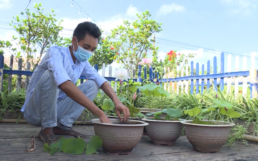 Một anh nông dân tỉnh Thái Bình hướng dẫn kỹ thuật trồng sen, chăm sóc sen mini trong chậu