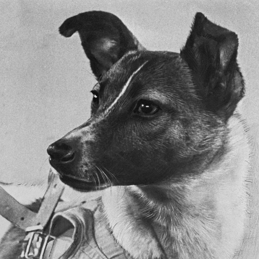 Laika - chú chó đầu tiên bay vào vũ trụ và cái kết “đã định trước”  - Ảnh 5.
