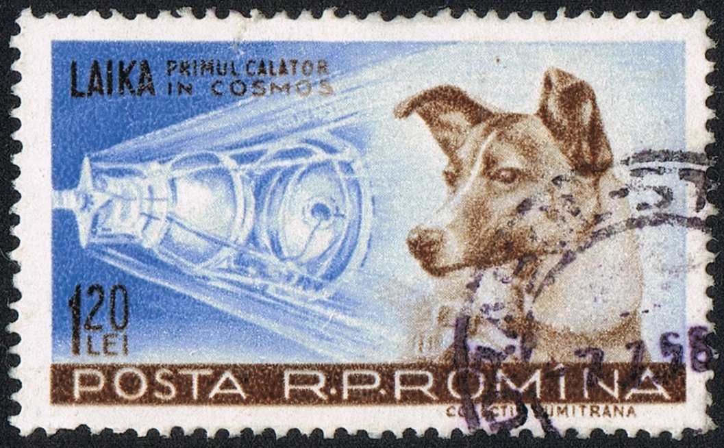 Laika - chú chó đầu tiên bay vào vũ trụ và cái kết “đã định trước”  - Ảnh 4.
