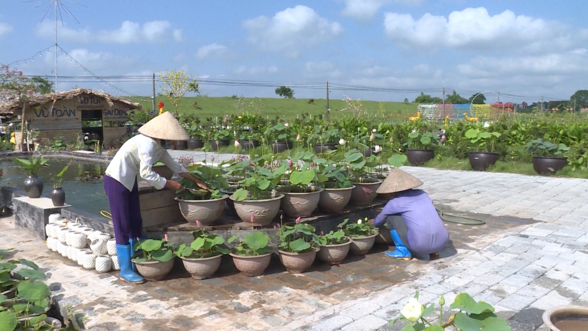 Một anh nông dân tỉnh Thái Bình hướng dẫn kỹ thuật trồng sen, chăm sóc sen mini trong chậu - Ảnh 3.