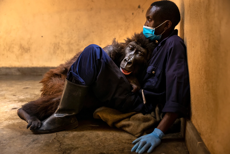 Ảnh động vật ấn tượng 2021: Khỉ đột qua đời trong vòng tay người chăm sóc - Ảnh 1.