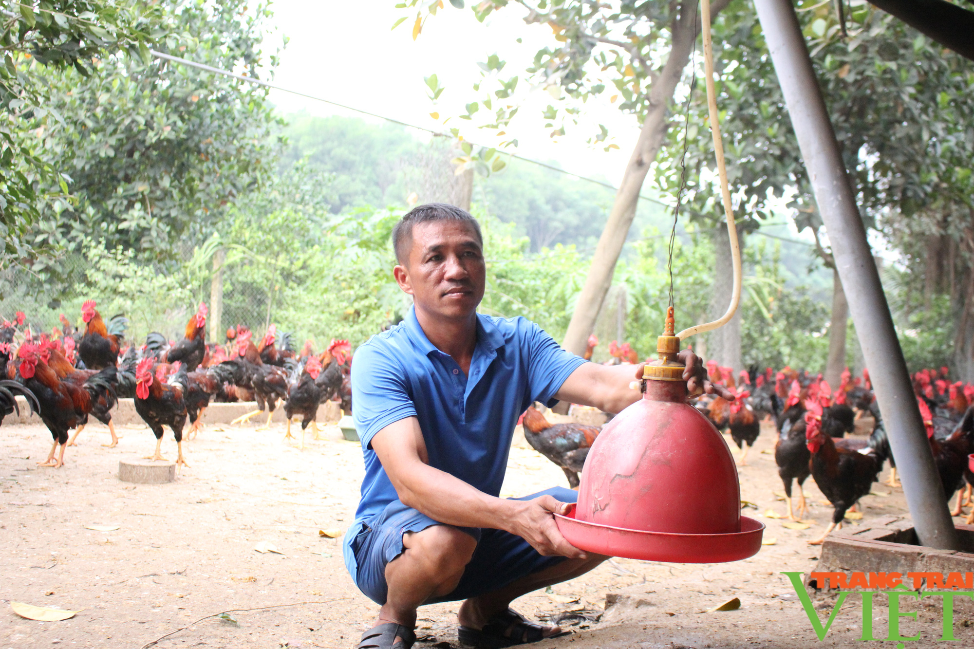 Hà Nội: Nuôi 3 vạn gà Mía đặc sản, bán 14 lứa/năm, một anh nông dân huyện Ba Vì thu tiền tỷ - Ảnh 1.
