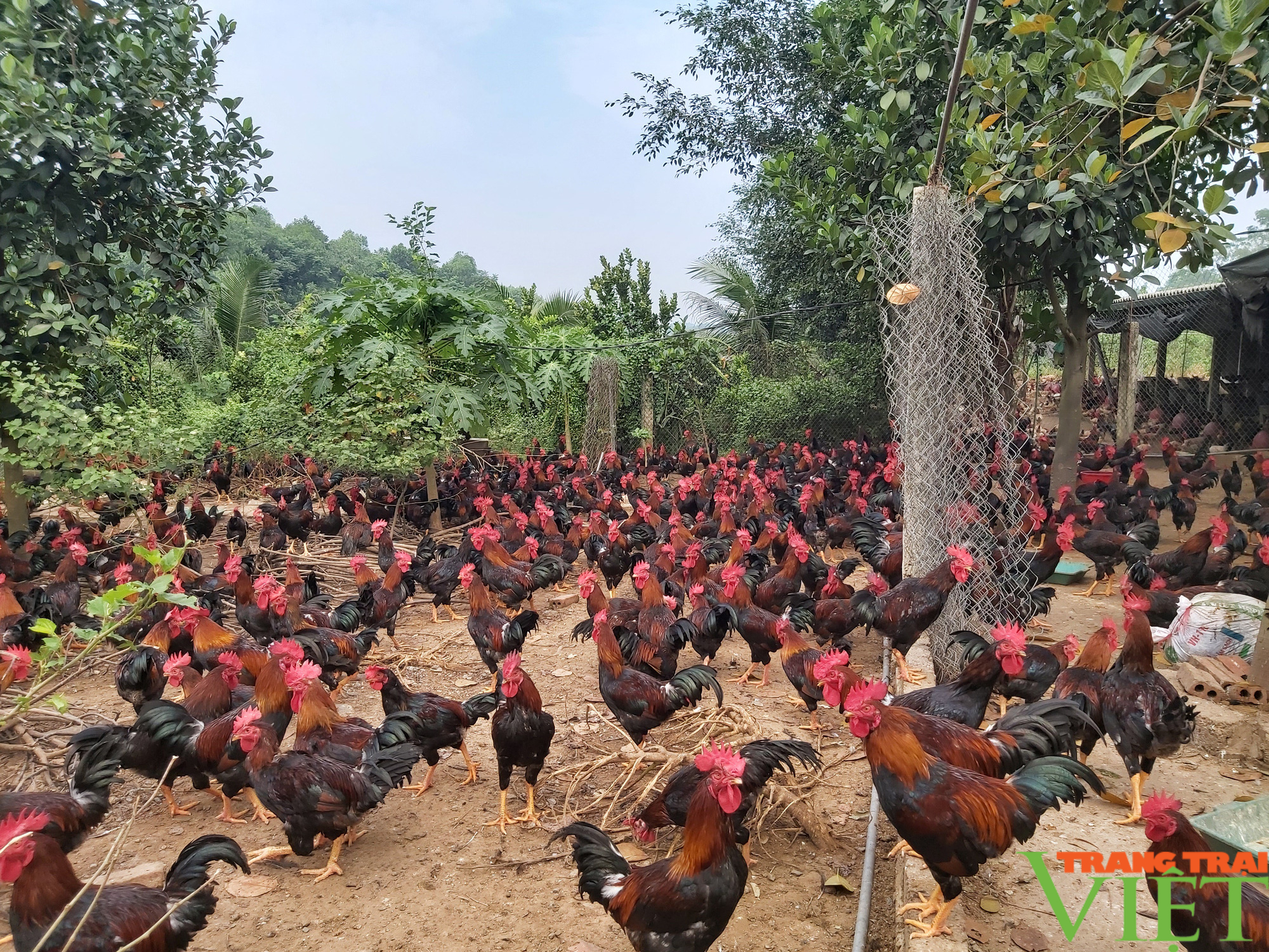 Hà Nội: Nuôi 3 vạn gà Mía đặc sản, bán 14 lứa/năm, một anh nông dân huyện Ba Vì thu tiền tỷ - Ảnh 2.