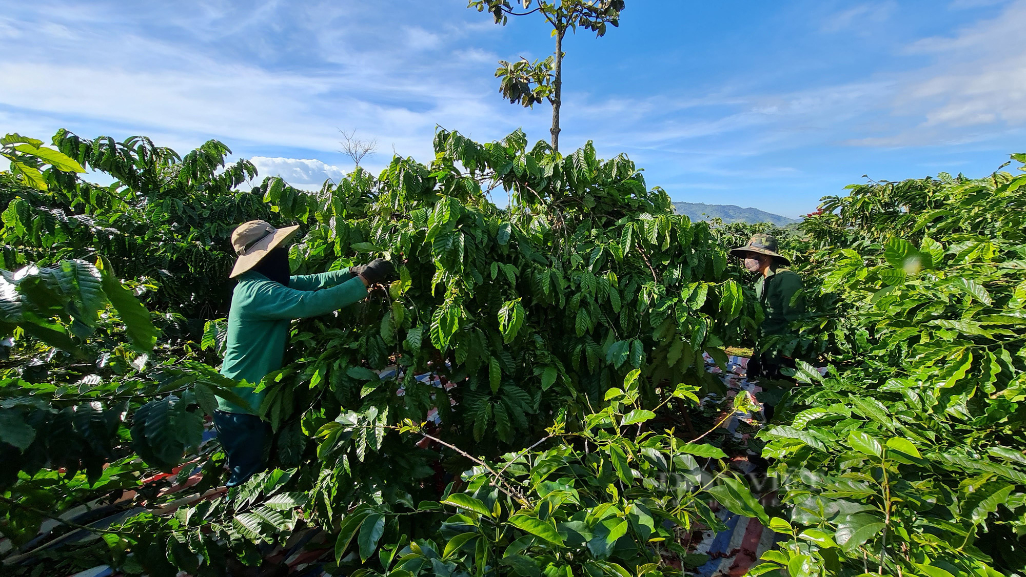 “Khan hiếm” nhân công thu hoạch, người hái cà phê khoán kiếm 500.000-700.000 đồng mỗi ngày - Ảnh 2.