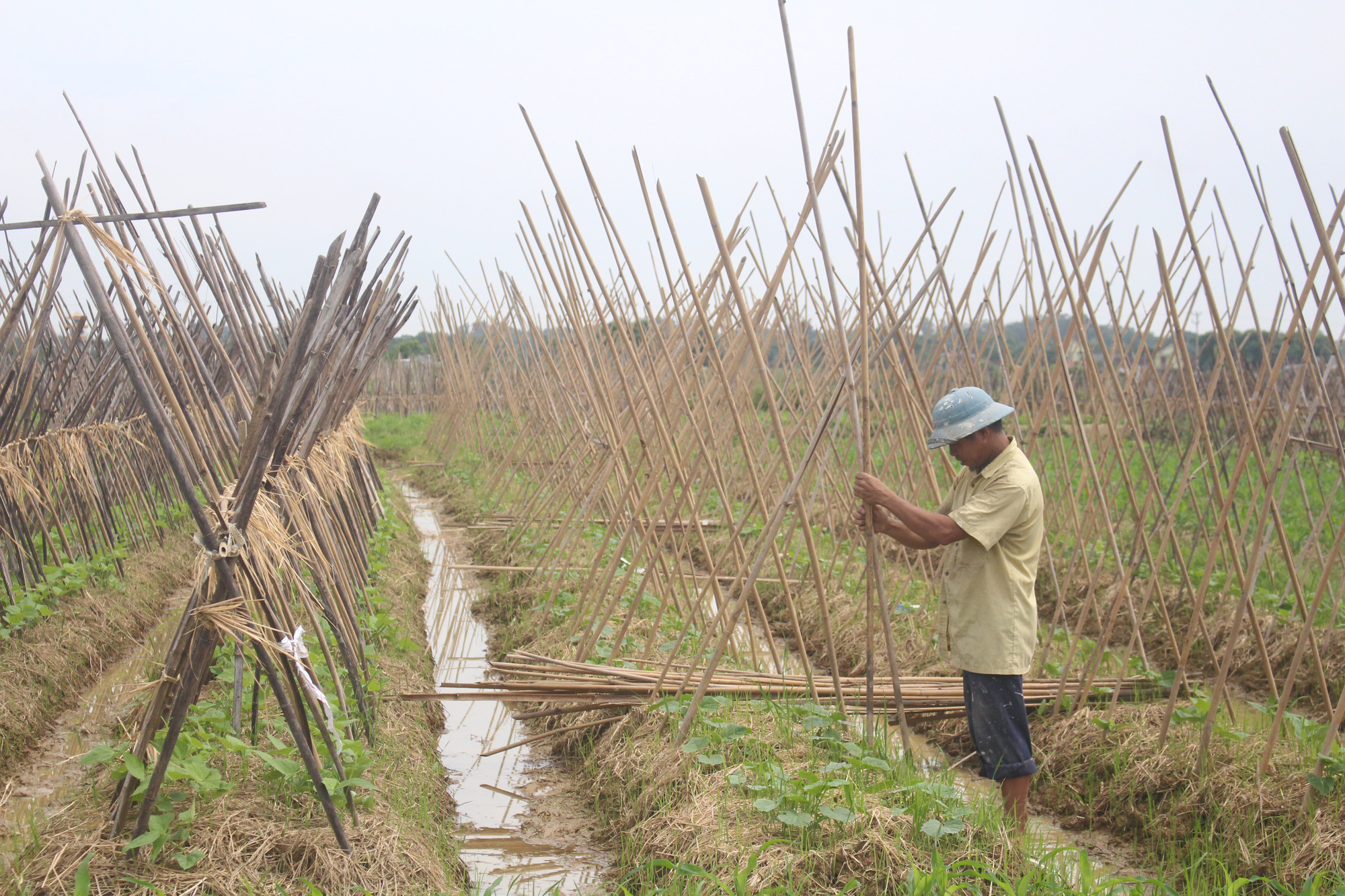 Nghệ An phòng chống thiên tai trong sản xuất nông nghiệp: “Cắt rốn nước” mùa mưa bão - Ảnh 9.