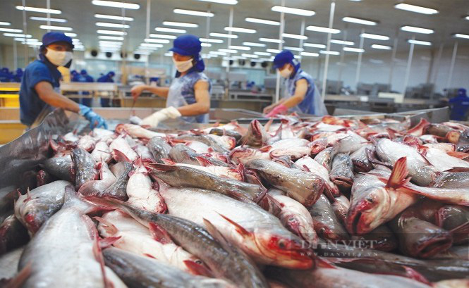 Sản lượng cá nuôi thương phẩm toàn cầu sẽ vượt 40 triệu tấn, Việt Nam cần chú ý gì? - Ảnh 1.