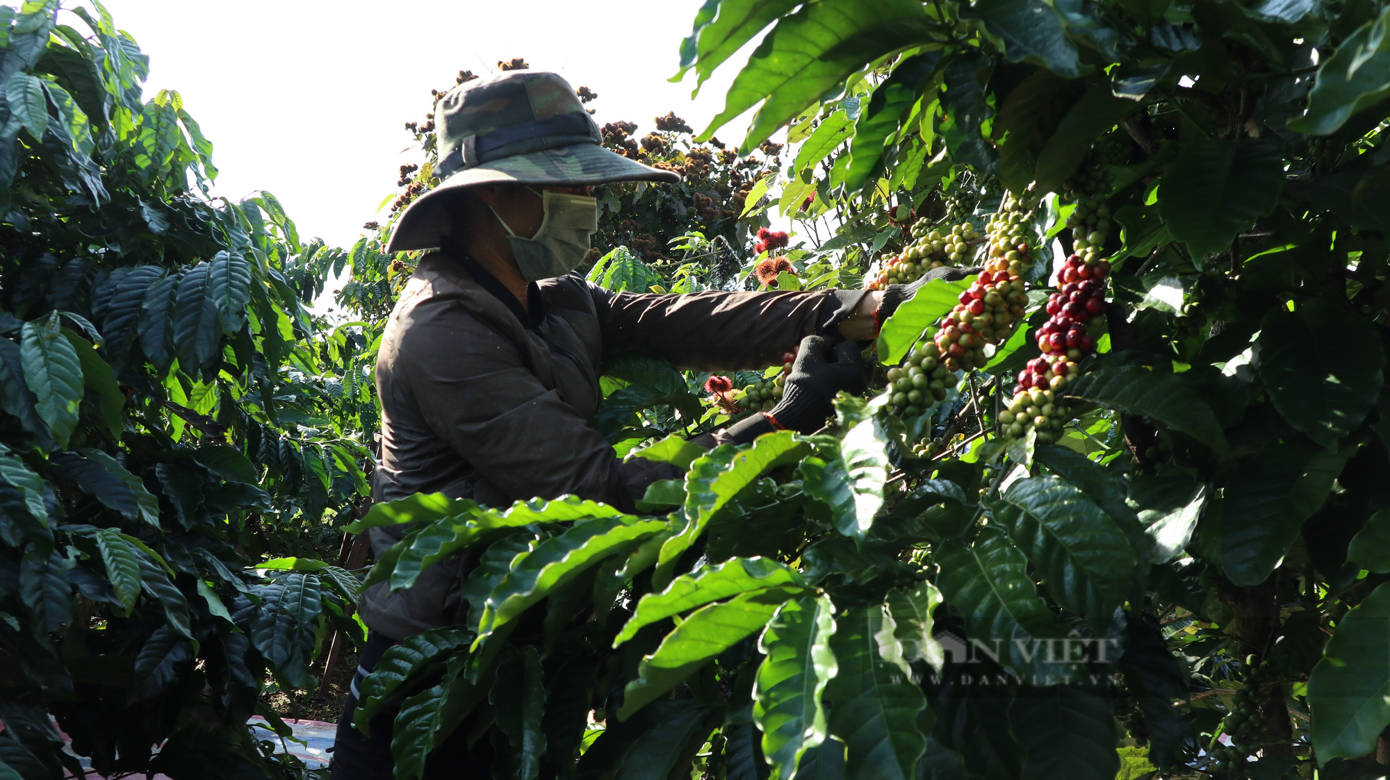 “Khan hiếm” nhân công thu hoạch, người hái cà phê khoán kiếm 500.000-700.000 đồng mỗi ngày - Ảnh 6.