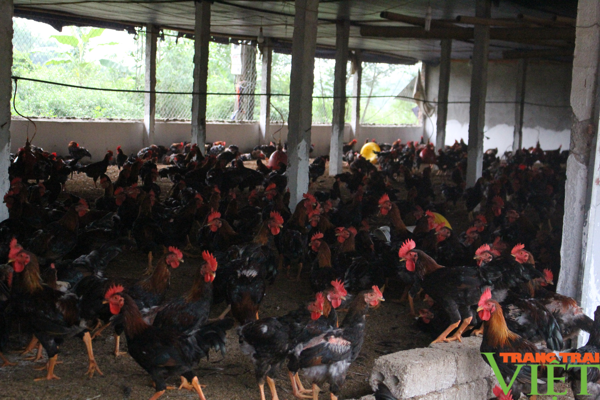 Hà Nội: Nuôi 3 vạn gà Mía đặc sản, bán 14 lứa/năm, một anh nông dân huyện Ba Vì thu tiền tỷ - Ảnh 4.