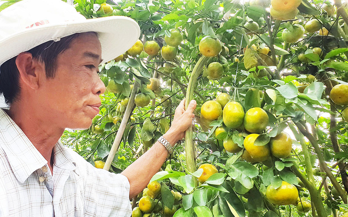 Đồng Tháp: Vườn quýt hồng từng bị chủ muốn chặt bỏ, bất ngờ trái ra quá trời, đẹp như một giấc mơ