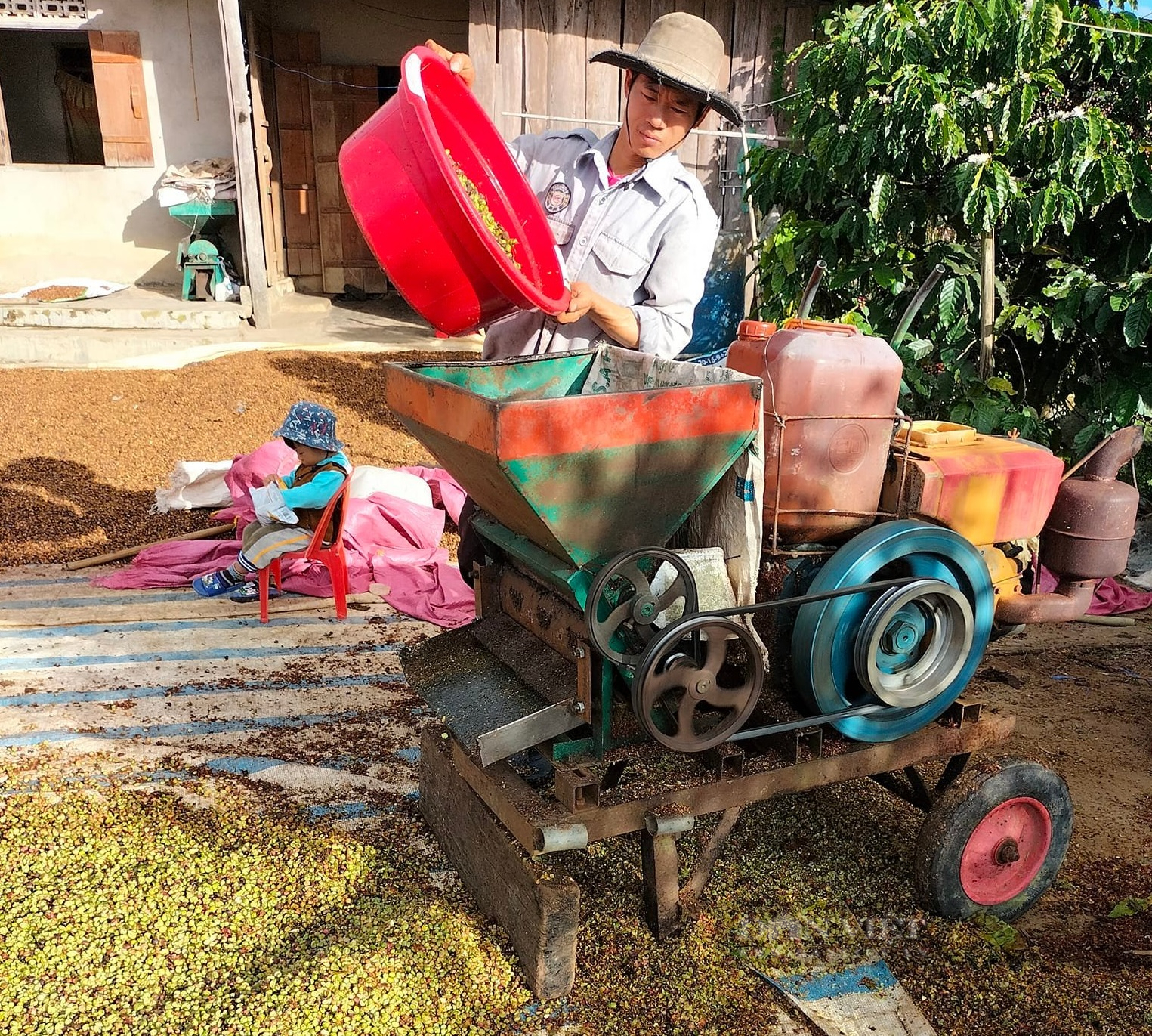 “Khan hiếm” nhân công thu hoạch, người hái cà phê khoán kiếm 500.000-700.000 đồng mỗi ngày - Ảnh 1.