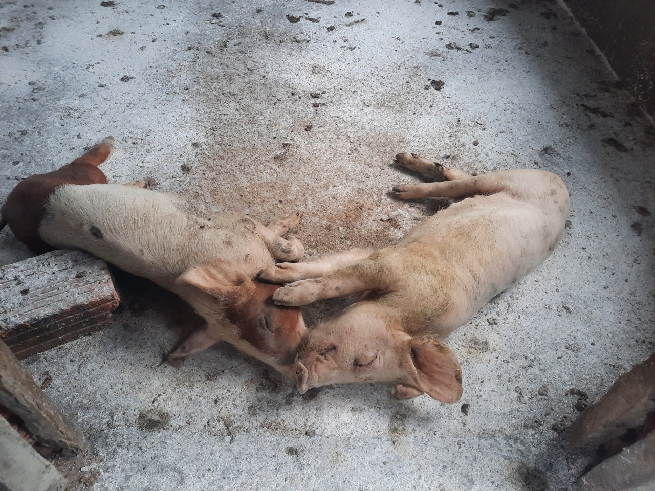 Kon Tum: Dịch tả lợn châu Phi bùng phát tại 8/10 huyện, thành phố, tiêu hủy hơn 1.000 con lợn - Ảnh 1.