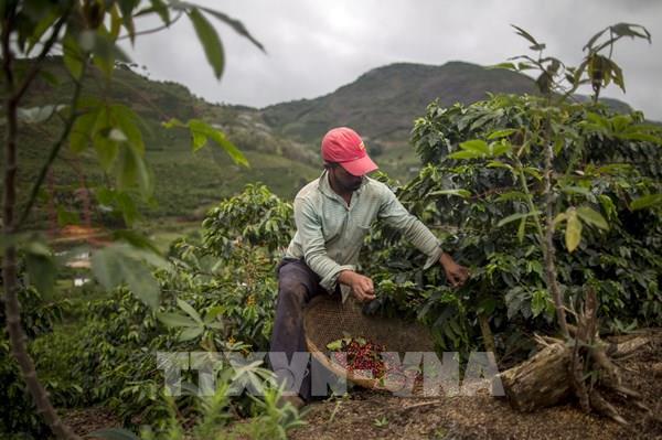 Năm 2022 có thể sẽ khó khăn đối với ngành cà phê Brazil - Ảnh 1.