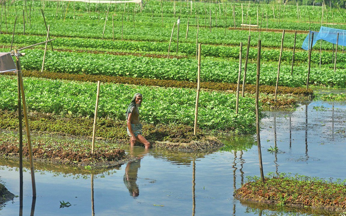 Cây trồng bị ngập mặn, người nông dân Bangladesh thích nghi để vượt khó