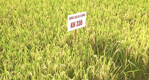 Quảng Bình: Nhiều giống lúa chưa được phép lưu hành đã bán cho nông dân - Ảnh 1.